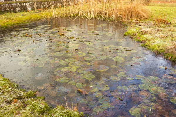 Bahçe gölet dondurulmuş 