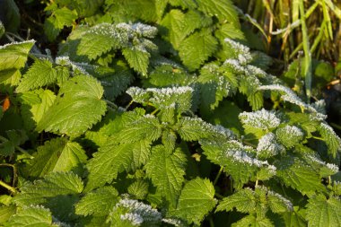 Isırgan otu (Urtica dioica)
