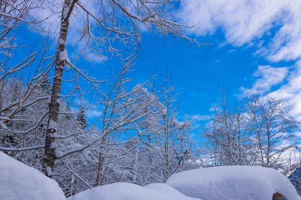 冬、雪、青、空 — ストック写真