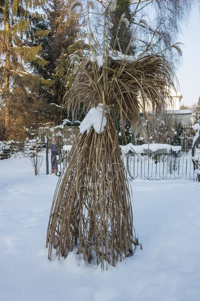 Reed v ledové kapky. Zimní zahrada. — Stock fotografie