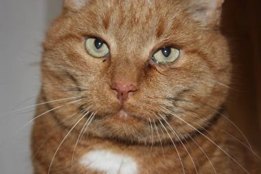 kedi gözleri hasta olduğundan gözlerinden akan gözyaşları vardı. C