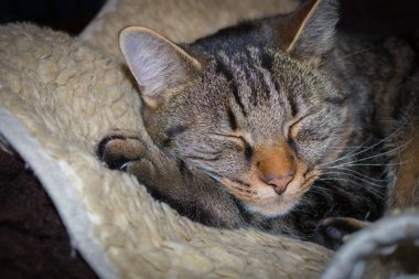 Avrupa kaplan kedi, uyku, yakın çekim