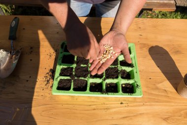 Kadın dikim yeşil mısır tohumları verimli topraklar, Bahçe içinde.