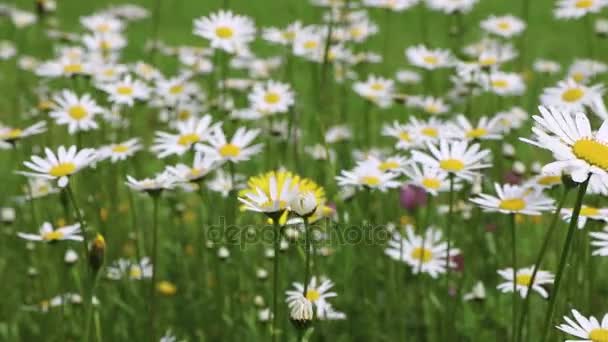 Chamomile flowers close up. Nature of summer, flower fields, wild flower meadow, botany and biology, video for the background, videofootage nature, beautiful daisies. — Stock Video