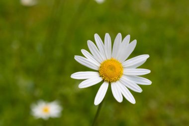 Bir oxeye daisy bir makro çekim.