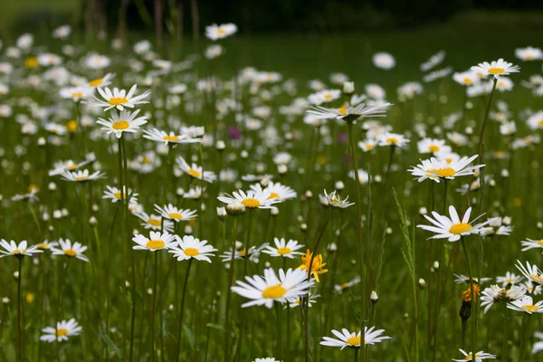 Natur des Sommers, Blumenfelder, Wildblumenwiese, Gänseblümchen — Stockfoto