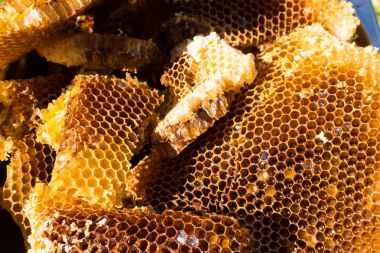 taze bal tarak, vahşi arılar.