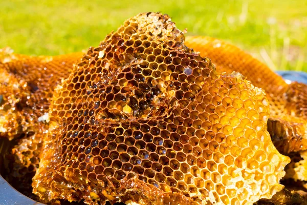 Abelha em favo de mel, mel fresco de abelhas selvagens . — Fotografia de Stock