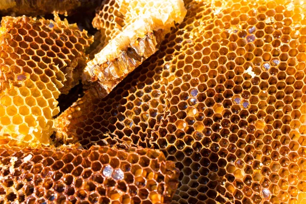 Bee on honeycomb, fresh honey from wild bees. — Stock Photo, Image