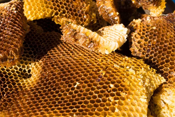 Färsk honung i kam, vilda bin. — Stockfoto