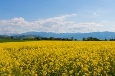 Yaz, mavi gökyüzü alana kanola.