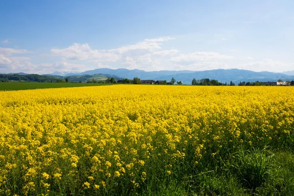 Canola Field in summer. Stock Picture