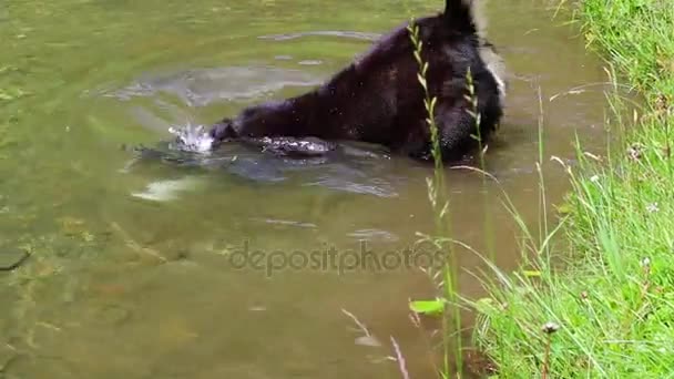 Cane che si tuffa dopo pietra. Cane divertente è alla ricerca di un sasso che il proprietario gettare nel lago . — Video Stock