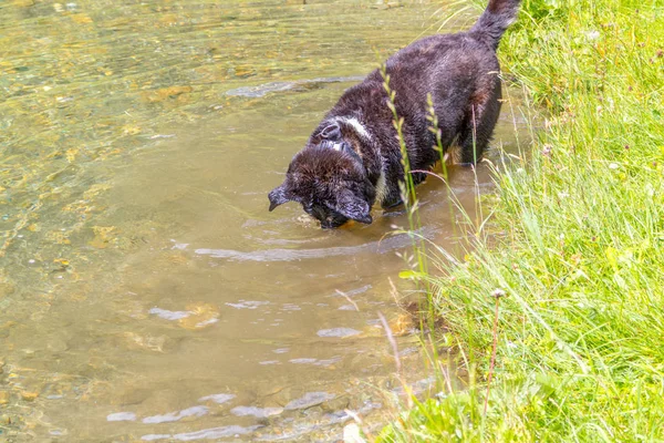 Dog Diving after stone. Funny dog is searching for a rock that o