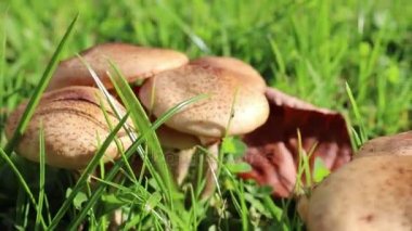 Mantar, mantar kaymak vurdu, Alpin çayır. Yakın çekim.