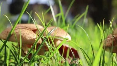 Mantar, mantar kaymak vurdu, Alpin çayır. Yakın çekim.