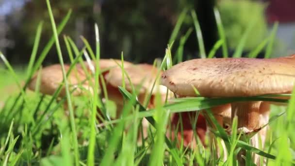 Mushroom, fungi slider shot,  alpine meadow. Close up. — Stock Video