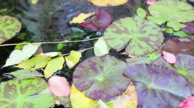 Yaz aylarında Bahçe gölet üzerinde hareketli çekim dolly.