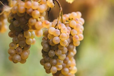 Üzüm hasat edilebilir hazır demet.