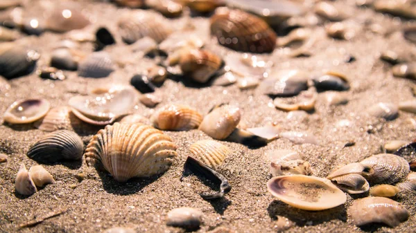 Shells on the seashore.