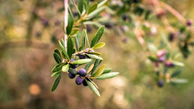 Bir dalda zeytin.