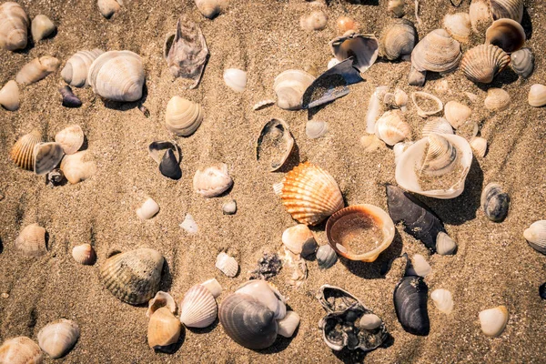 Shells on the seashore.