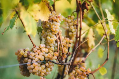 Üzüm hasat edilebilir hazır demet.