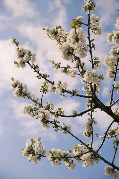 Detail of a flowering branch of cherry. — Stock Photo, Image