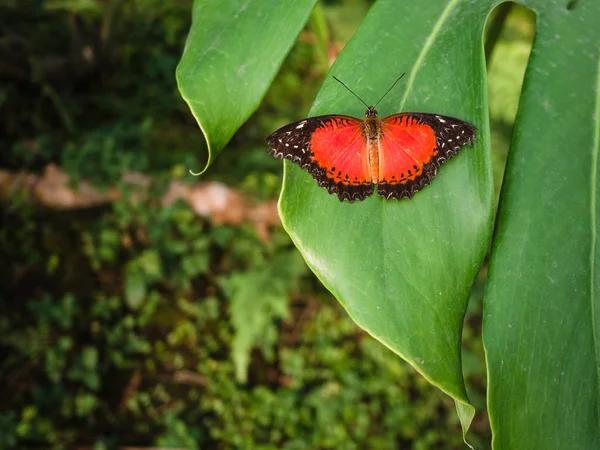 Papillon rouge et noir reposant sur la feuille . — Photo