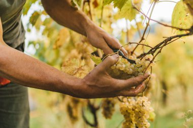 Tuscan Hills üzümler vaktinden önce hasat.