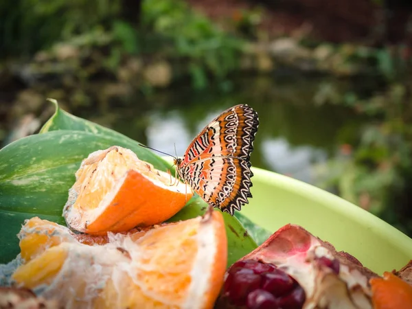 Papillon reposant sur une assiette de fruits dans un jardin botanique . — Photo