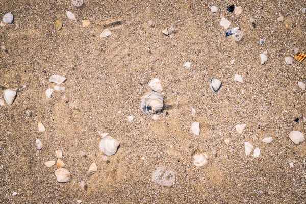 Shells on the seashore.