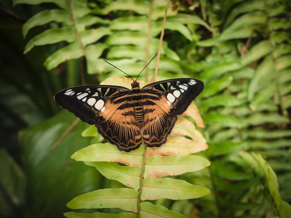 黑蝴蝶有棕色和白色的斑点. — 图库照片