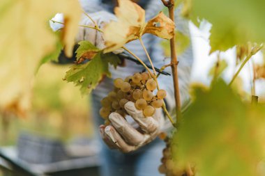 Tuscan Hills üzümler vaktinden önce hasat.