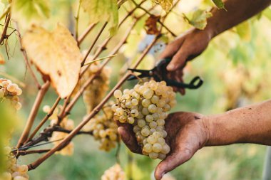 Tuscan Hills üzümler vaktinden önce hasat.