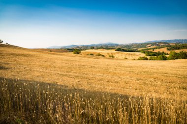Toskana İtalya tepeler arasında Wheatfield.