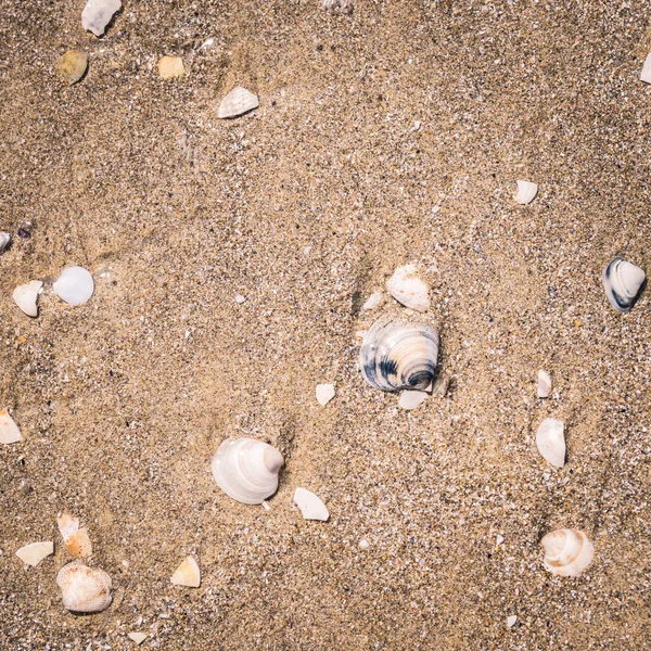 Shells on the seashore.