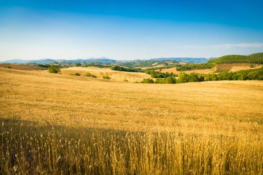Toskana İtalya tepeler arasında Wheatfield.