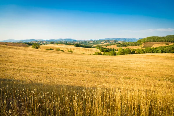 Campo di grano tra le colline toscane in Italia . — Foto Stock