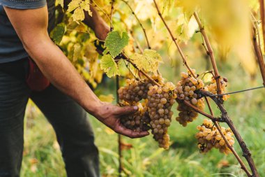 Tuscan Hills üzümler vaktinden önce hasat.