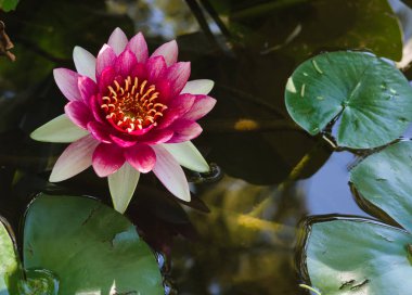 Pembe bir nilüfer Panoraması.