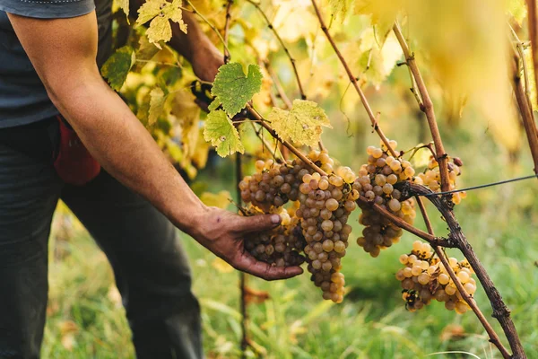 Tuscan Hills üzümler vaktinden önce hasat.