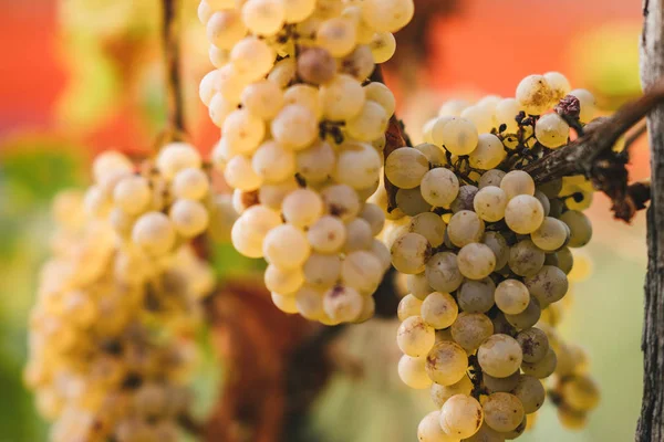 Üzüm hasat edilebilir hazır demet.