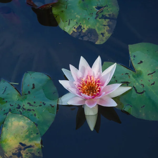 Pembe bir nilüfer Panoraması.