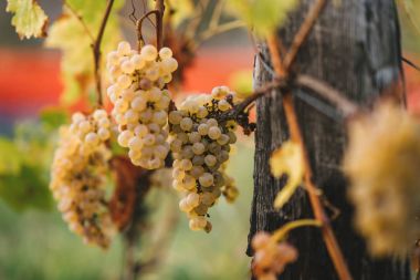 Üzüm hasat edilebilir hazır demet.