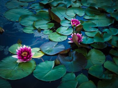 Pembe nilüferler Panoraması.