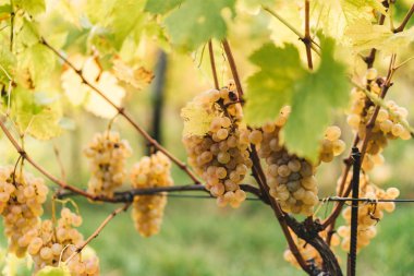 Üzüm hasat edilebilir hazır demet.