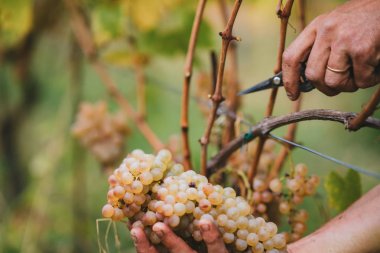 Tuscan Hills üzümler vaktinden önce hasat.