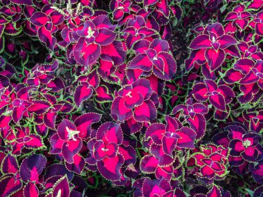 Coleus Blumei, süs bitkileri arka plan.
