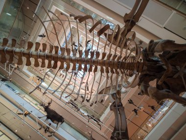 Muse Trento Bilimler müzesidir. İç ben